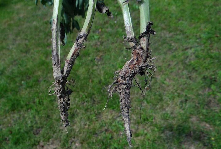 Esse patógeno pertence ao gênero Fusarium, que engloba diversas espécies capazes de provocar podridões de raízes, hastes e frutos, além de produzir micotoxinas prejudiciais à saúde humana e animal.