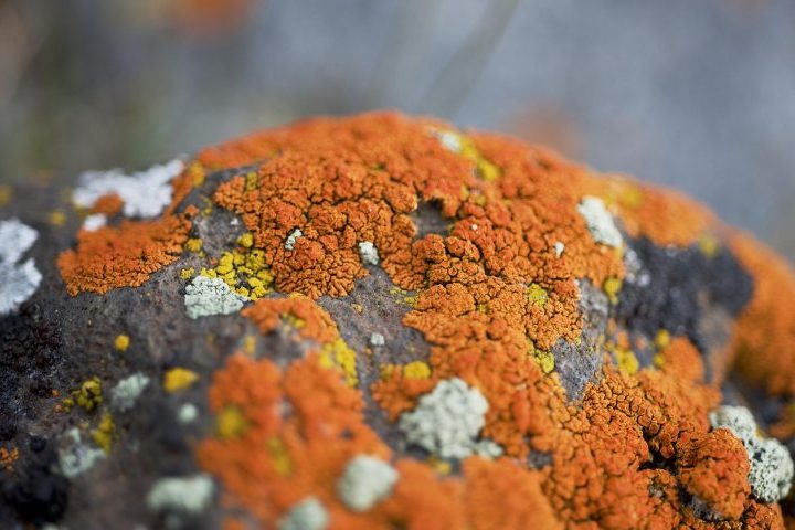 O fungo em questão, o Fusarium oxysporum, pode oferecer uma alternativa sustentável e biológica à mineração tradicional.