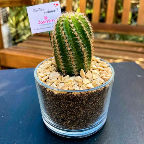 Cacto- Possui mais de 2.000 espécies e 139 tipos. O cacto requer pouca água e luz solar direta. Perfeito para janelas ensolaradas ou áreas externas. Evite regar em excesso para garantir seu desenvolvimento saudável.