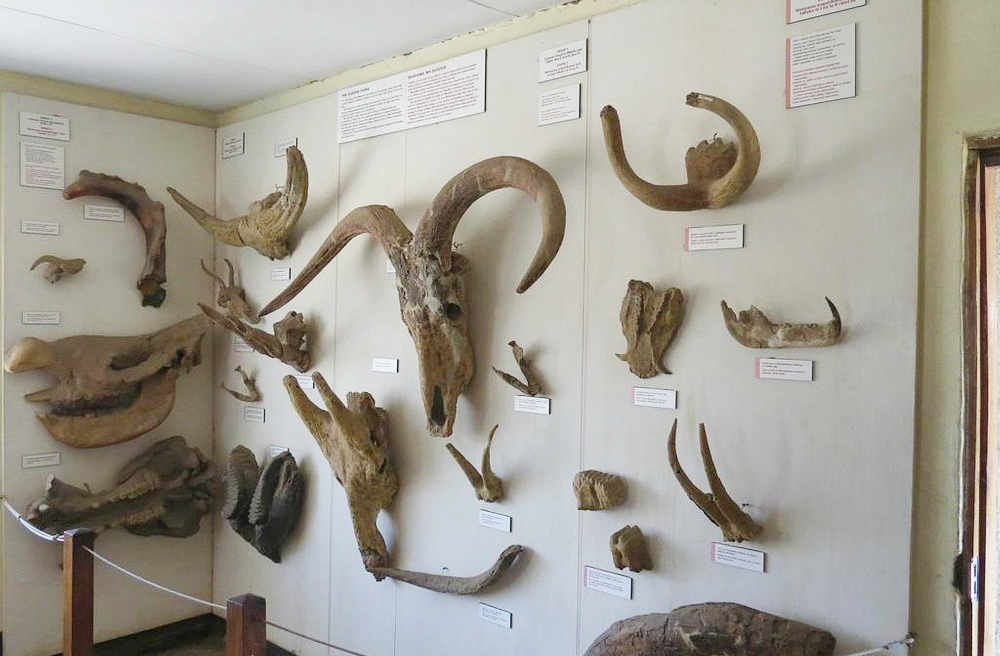 Erupções vulcânicas cobriram a área com cinzas finas, criando condições ideais para a preservação de fósseis e artefatos por milhões de anos.