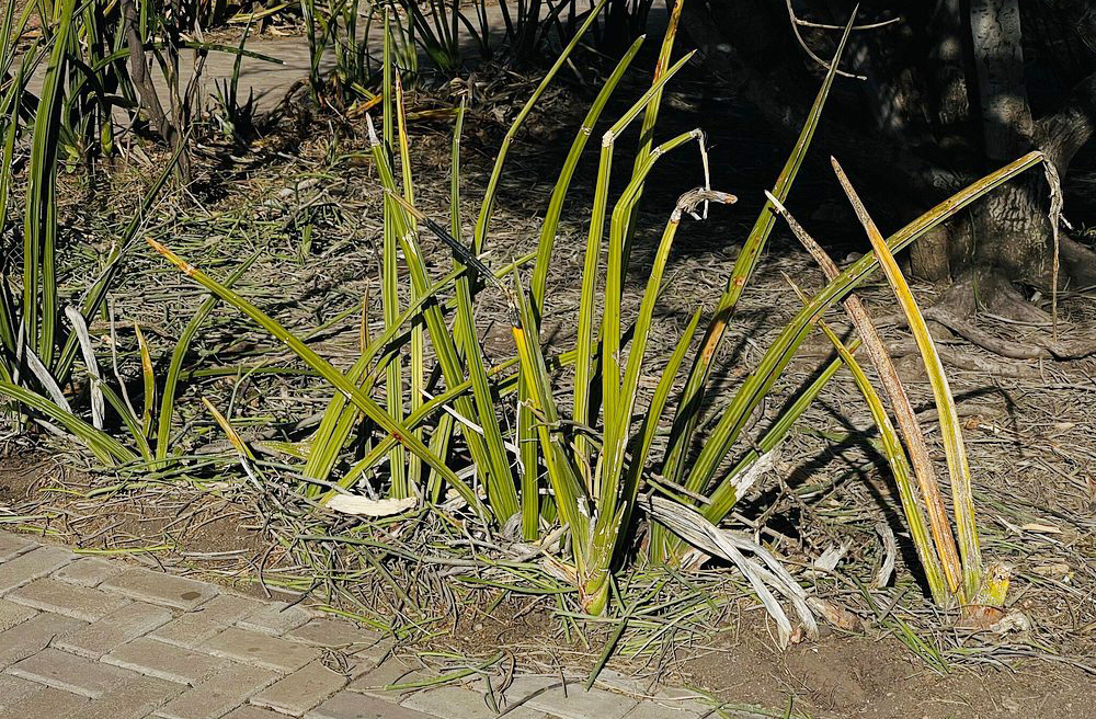 Olduvai deu nome à cultura olduvaiense, marcada por ferramentas simples de pedra lascada, usadas por hominídeos para cortar carne e quebrar ossos. O nome Olduvai, inclusive, vem de uma planta local chamada oldupai, usada pelos Maasai para tratar feridas.