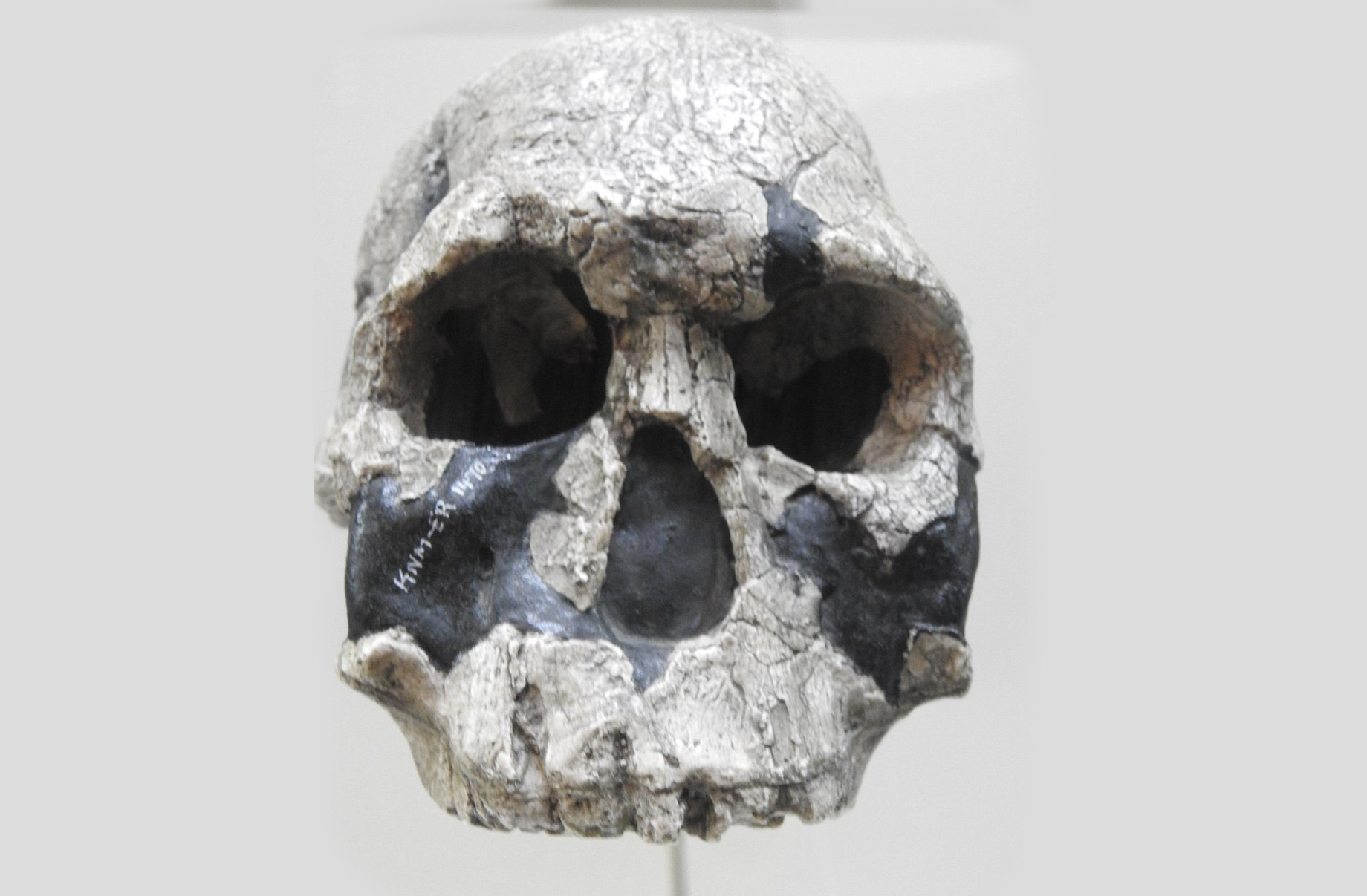 Olduvai é um dos sítios mais estudados do mundo, essencial para entender o surgimento do bipedalismo, uso de ferramentas e comportamento social dos primeiros humanos. Pesquisadores usam tecnologias como datação por argônio e escaneamento 3D para estudar os fósseis com mais precisão.