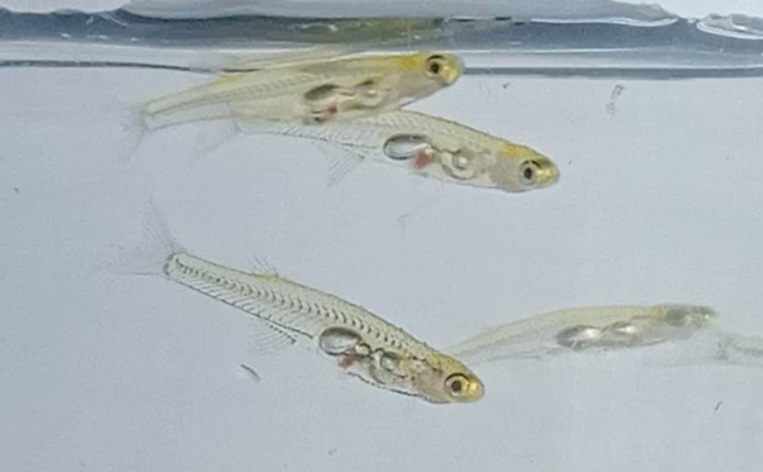 Esse peixinho possui o menor cérebro dentre todos os vertebrados. A espécie Danionella cerebrum foi descrita em 2021 e habita riachos em Myanmar e na Índia. Os cientistas acham que o barulho é para comunicação e para a disputa entre machos.