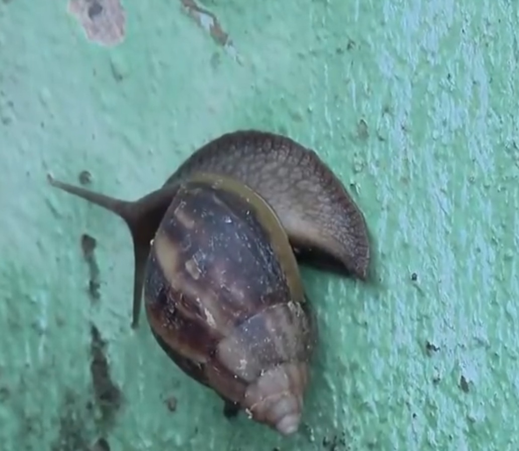 A Fundação Oswaldo Cruz fez a confirmação após a morte de um morador da cidade com a doença. O animal contaminado estava no bairro Ipiranga.