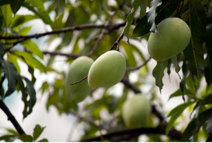 Em algumas culturas, a manga é associada à fertilidade, amor e prazer. Nesse sentido, é uma fruta muito popular no Brasil, com produção relevante e diversos usos na culinária.

