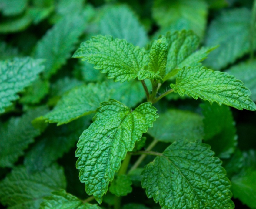 No campo medicinal, ela é amplamente utilizada como um sedativo natural. Seu uso mais comum é no tratamento de distúrbios relacionados ao sistema nervoso, como ansiedade, insônia, irritabilidade e estresse. 