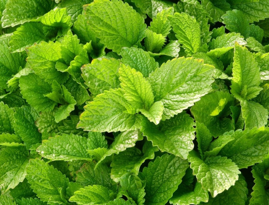 Além disso, a planta é incorporada em pomadas e cremes para uso tópico, especialmente no tratamento de herpes e irritações cutâneas.

 