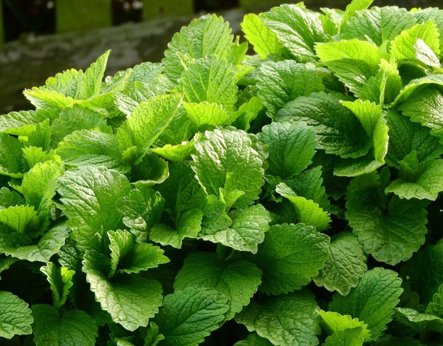 Apesar de seus muitos benefícios, o uso da erva cidreira requer alguns cuidados. Pessoas com hipotireoidismo devem evitar o consumo excessivo, pois a planta pode interferir na função da tireoide.