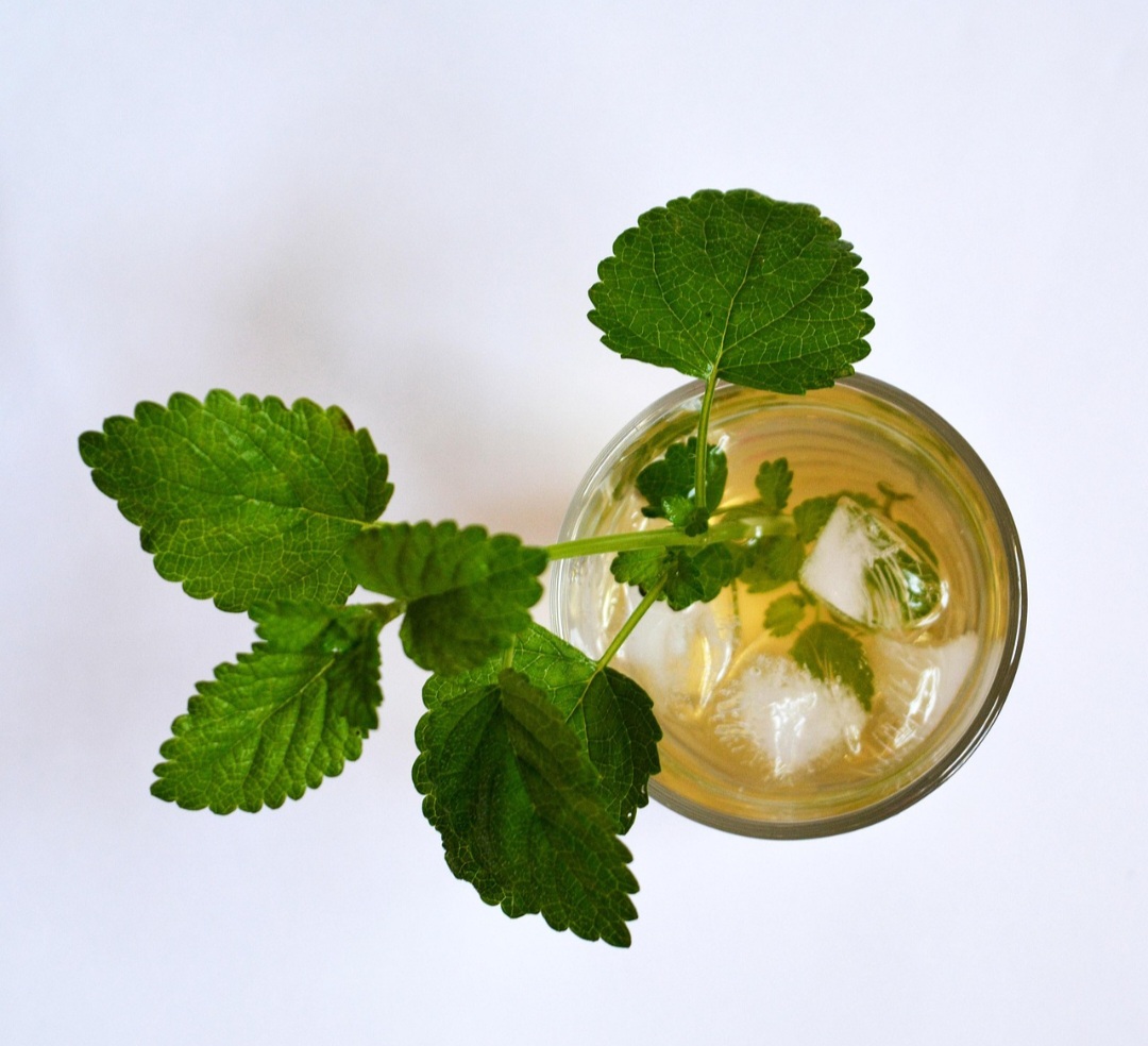 Fácil de cultivar em vasos ou jardins, esta planta prefere clima ameno e solo bem drenado. Originária da Europa e da Ásia Ocidental, ela pertence à família das Lamiáceas, a mesma da hortelã, e é facilmente identificada pelo seu aroma cítrico suave, semelhante ao limão.