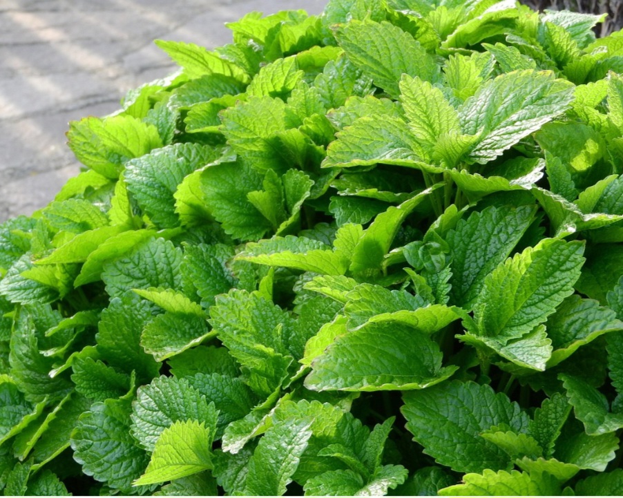 Além disso, a planta possui ação antiespasmódica, o que a torna eficaz no alívio de cólicas, dores menstruais e desconfortos gastrointestinais, como gases e má digestão. 