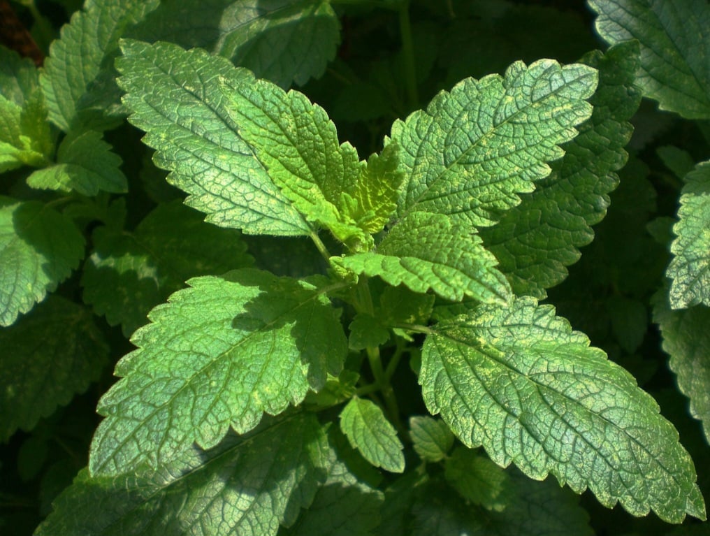 A erva cidreira, conhecida como Melissa ou cientificamente como Melissa officinalis, é uma planta medicinal amplamente reconhecida por sua versatilidade e eficácia em diversos contextos terapêuticos, culinários e cosméticos. Muito popular no Brasil e em outras partes do mundo por suas propriedades calmantes e sabor agradável.