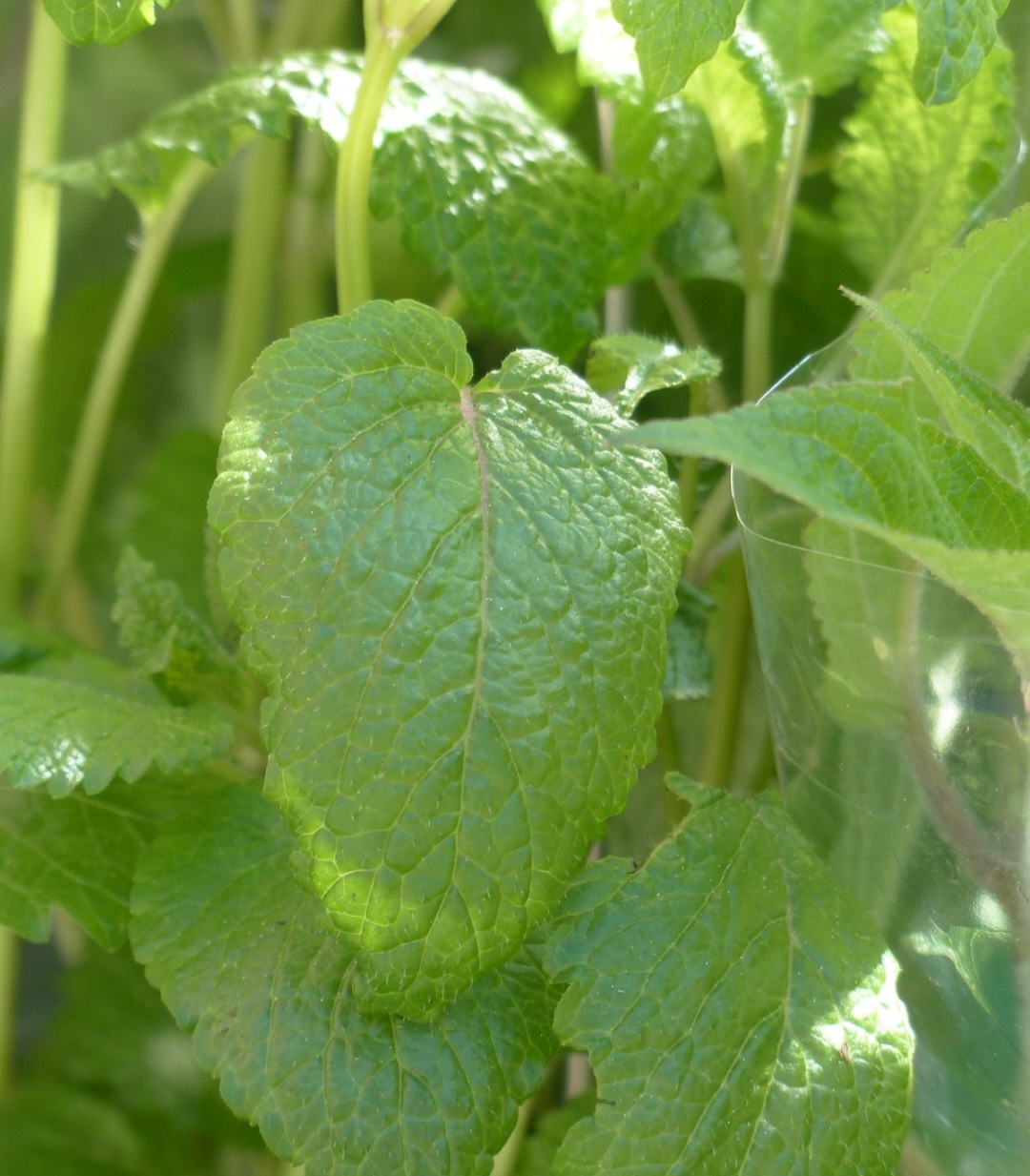 Seu uso consciente e orientado pode contribuir para o bem-estar geral, tornando-a uma aliada valiosa no cuidado natural e cotidiano.