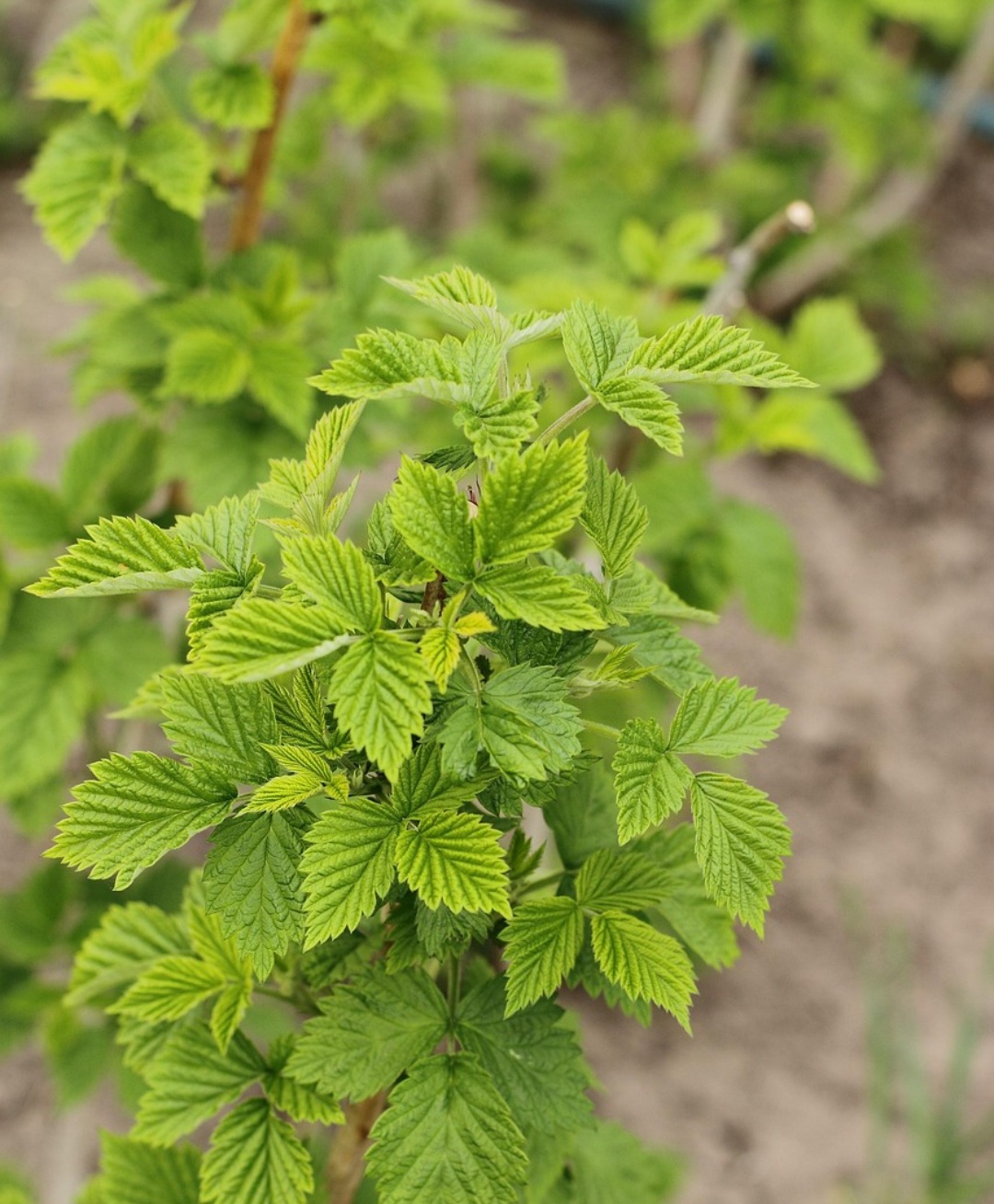 O óleo essencial de erva-cidreira é utilizado na aromaterapia para promover bem-estar emocional.  enquanto o extrato e as cápsulas são opções práticas para uso contínuo.