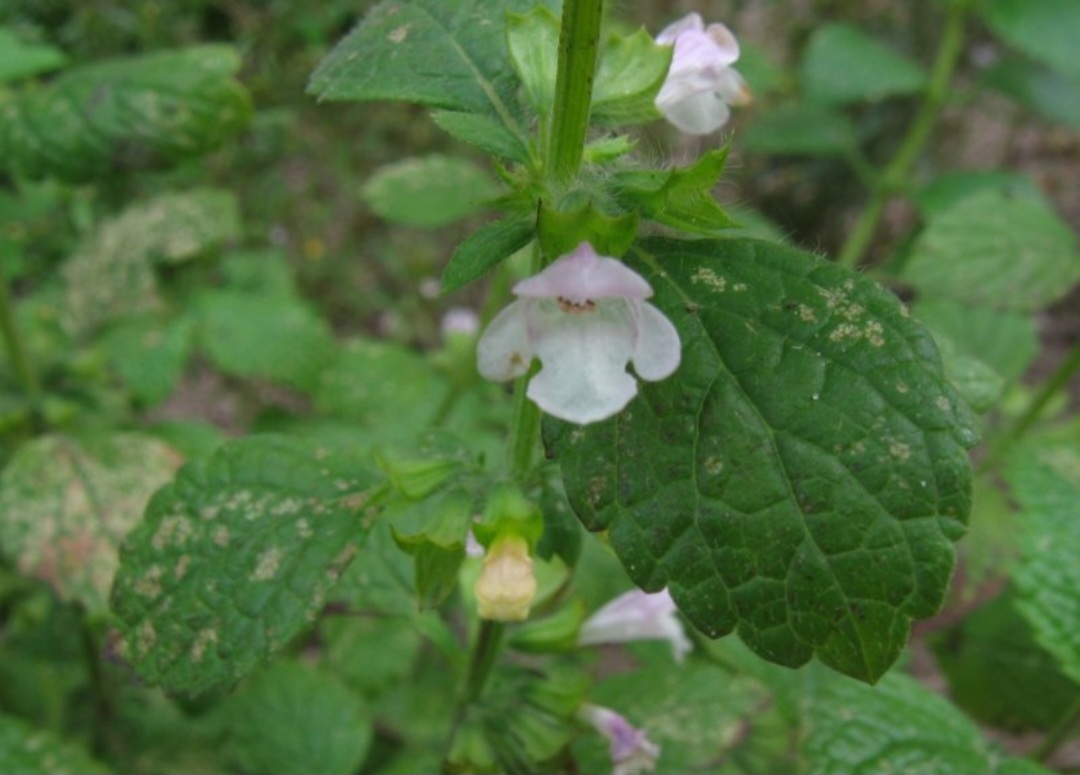 Também é contraindicada para indivíduos com pressão baixa, glaucoma, hiperplasia prostática e para gestantes e lactantes, salvo sob orientação médica. Além disso, a erva-cidreira pode interagir com medicamentos sedativos, antidepressivos, relaxantes musculares e remédios para tireoide, potencializando seus efeitos. 