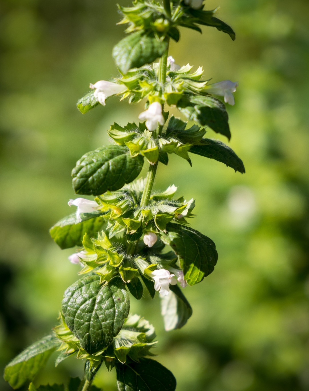 A erva cidreira também apresenta propriedades antioxidantes, graças à presença de compostos como ácido rosmarínico, flavonoides e taninos, que ajudam a combater os radicais livres e proteger as células contra o envelhecimento precoce.