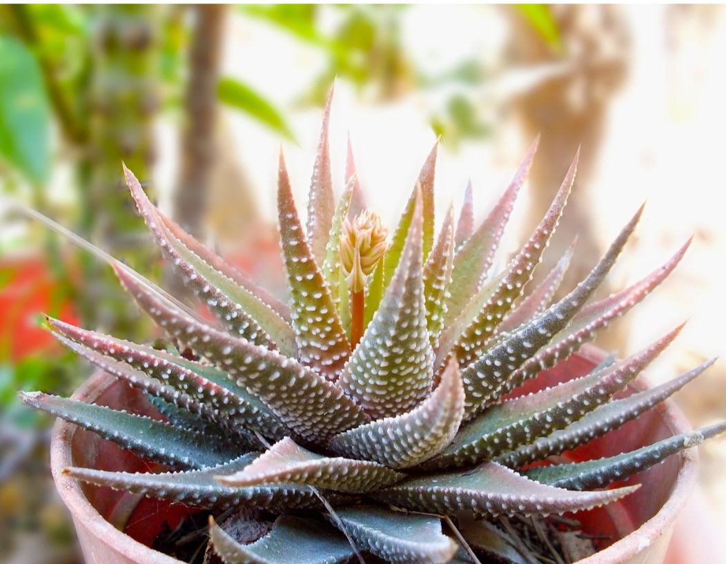A temperatura ideal é entre 15°C e 27°C, com regas reduzidas no inverno.