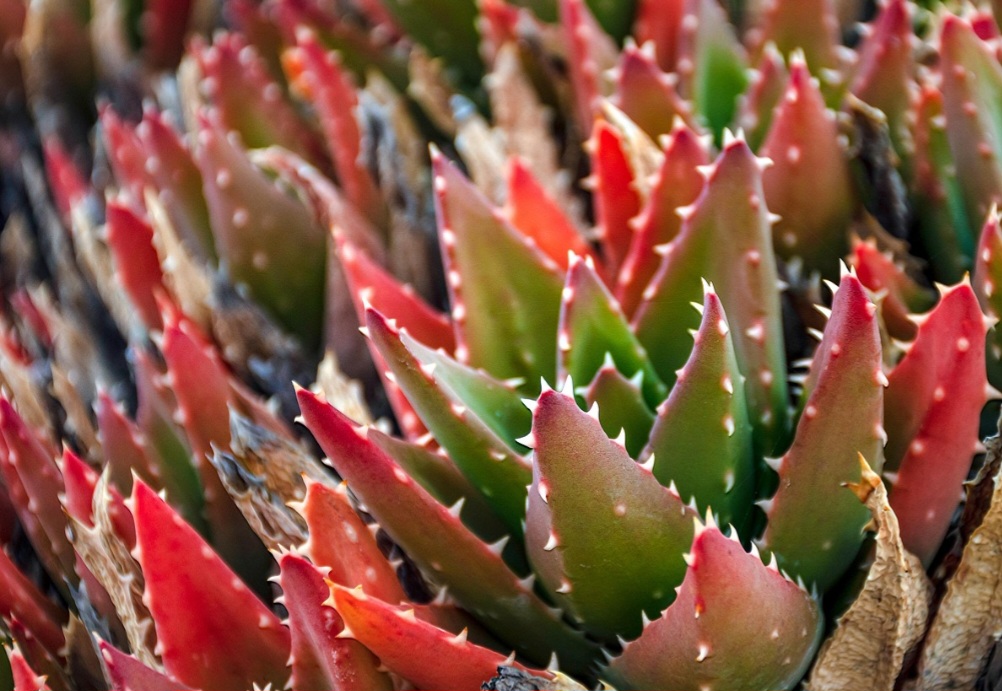 Entre os tipos comuns estão Echeveria, Haworthia e Sedum, cada uma com características próprias e grande apelo visual.

