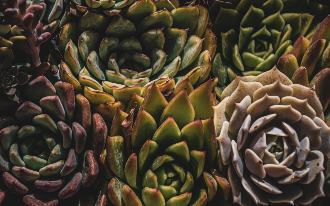 Algumas, como a Kalanchoe, dão flores coloridas; outras, como Lithops, imitam pedras para se camuflar.
