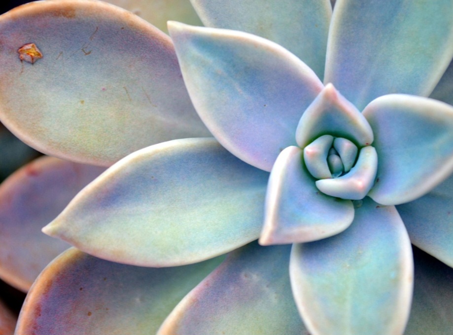 Precisam de luz abundante, preferencialmente indireta, para manter cor e forma, evitando crescimento esticado.