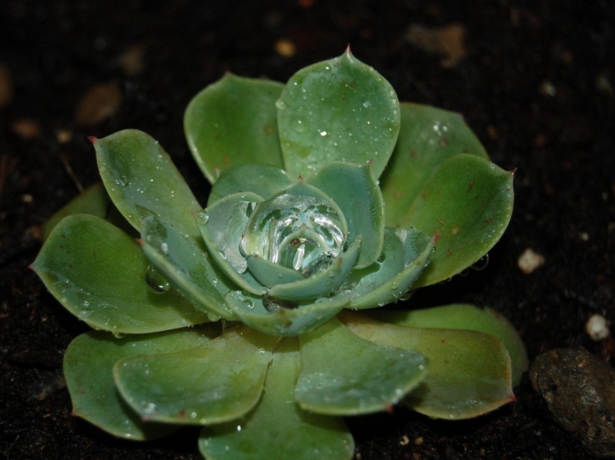 Possuem fotossíntese CAM, abrindo estômatos à noite e fechando-os de dia para evitar transpiração excessiva.