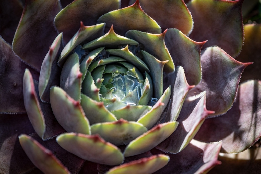 O solo deve drenar bem, com substrato próprio e vasos com furos no fundo.