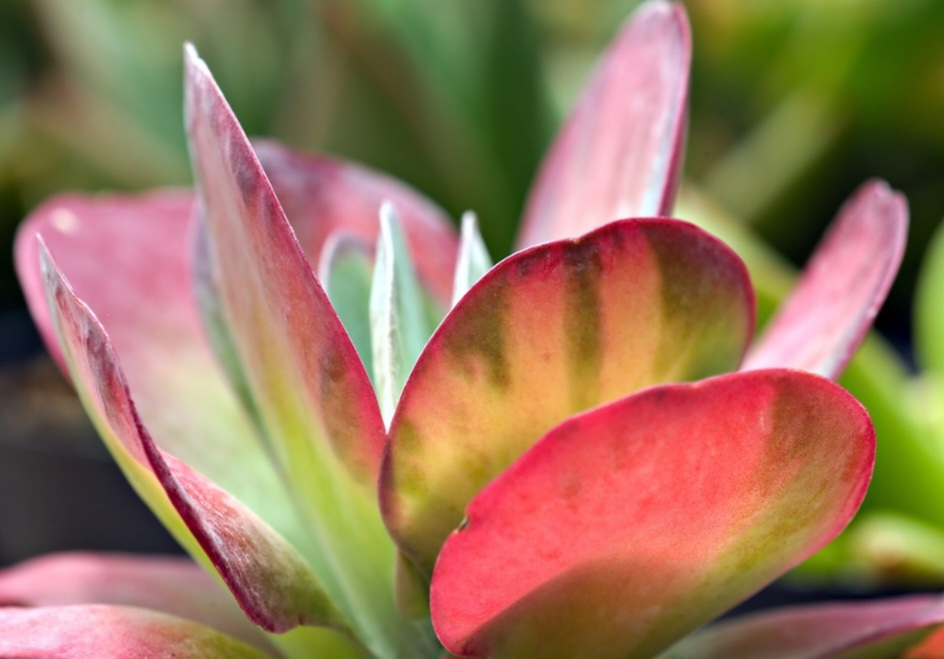 A rega segue o método “molhar e secar”, evitando excesso que pode apodrecer as raízes.