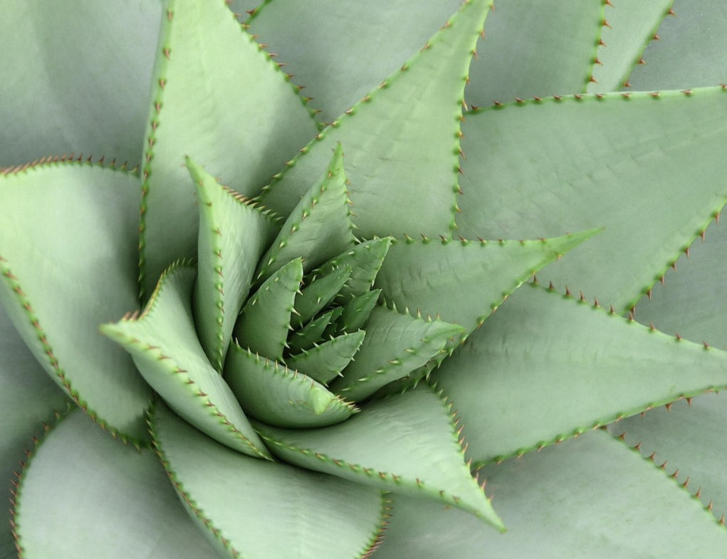 As folhas podem ser lisas, aveludadas, espinhosas ou cerosas, protegendo contra a perda de água.