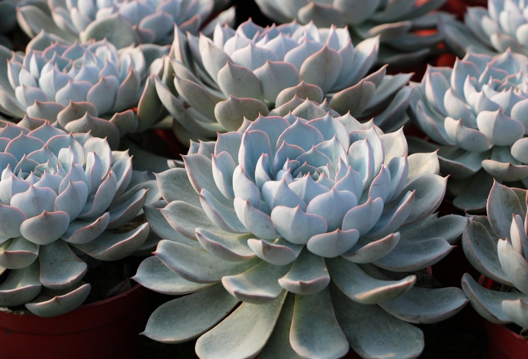 São facilmente propagadas por folhas, estacas ou divisão, multiplicando-se rapidamente.