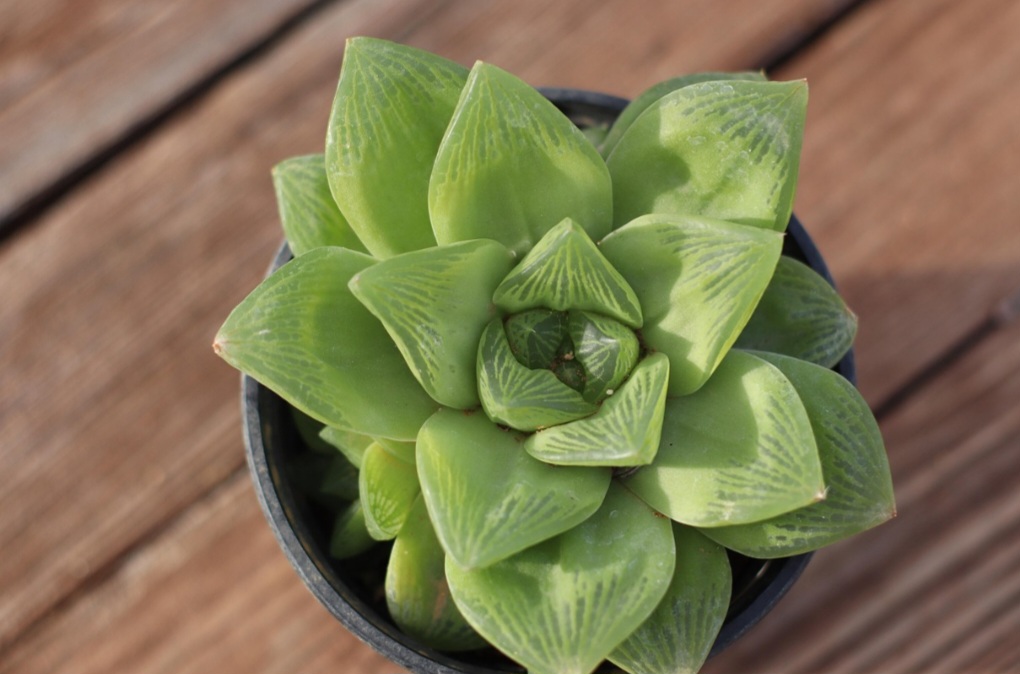 Podem ser mantidas em casa, adaptando-se bem a ambientes internos iluminados e compondo a decoração com formato escultural.