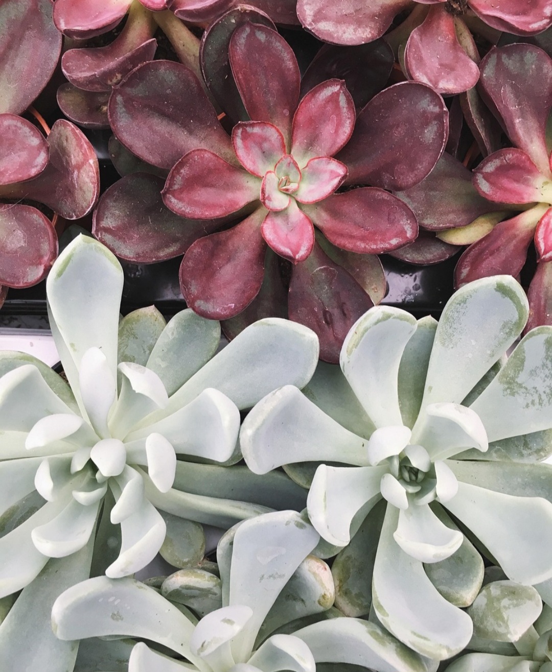 Fertilizar uma ou duas vezes ao ano, na primavera e no verão, ajuda no crescimento.