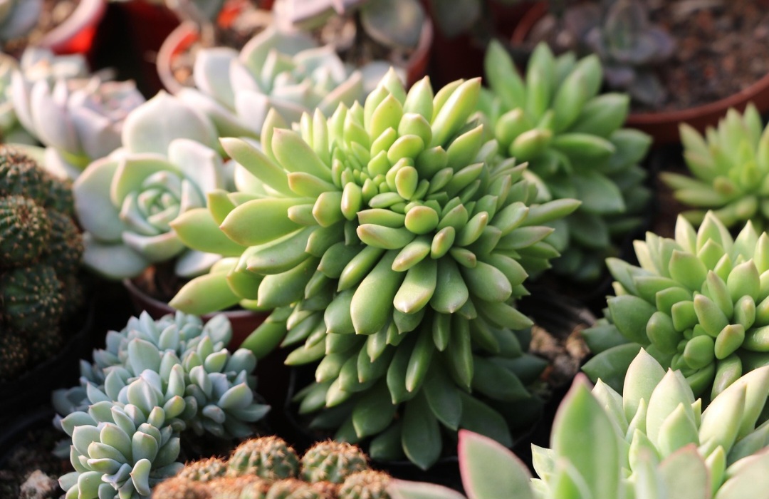 Têm origem em regiões da África, América e Ásia, adaptadas a desertos, montanhas e áreas costeiras, aproveitando a pouca umidade.
