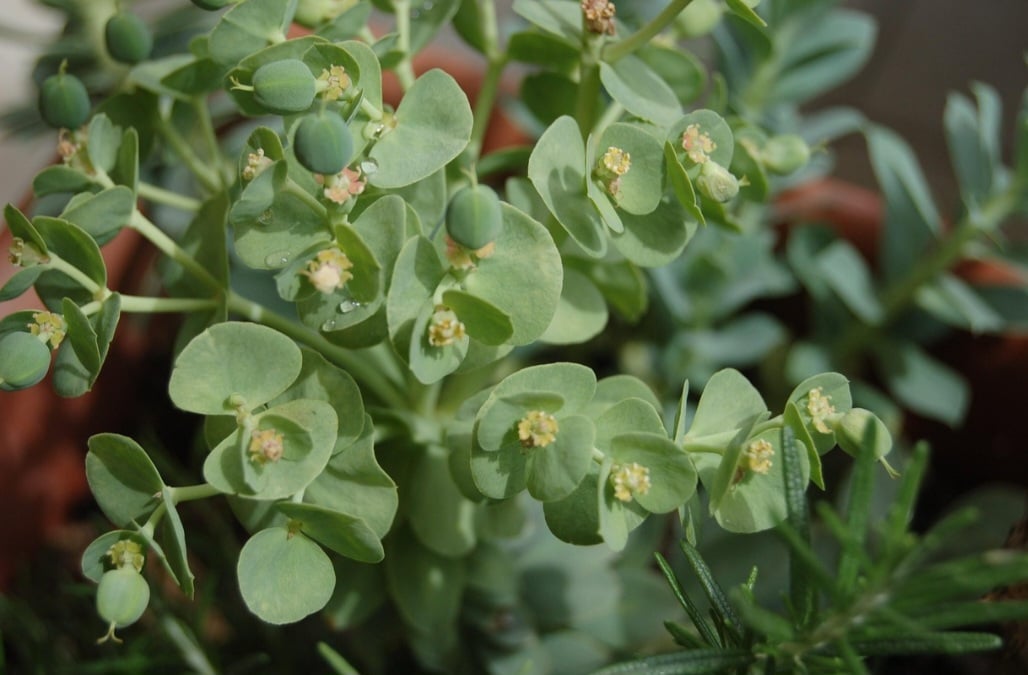 As suculentas armazenam água em folhas, caules ou raízes, permitindo que sobrevivam em locais secos. Essa resistência as torna populares em jardins e dentro de casa.
