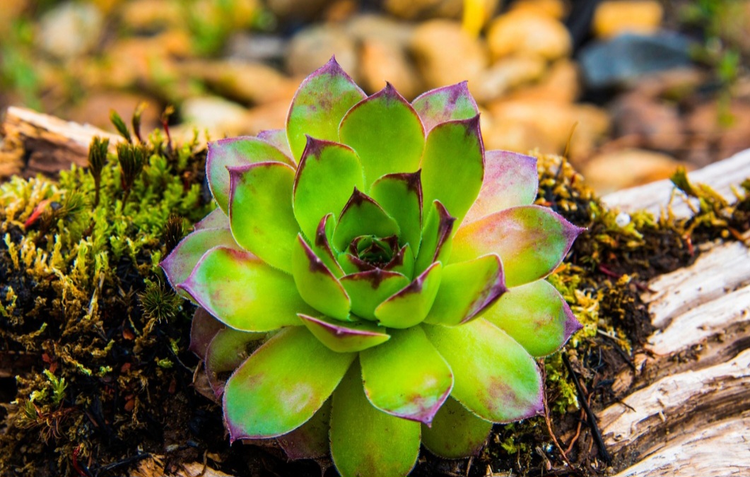 Pertencem a famílias como Crassulaceae, Aizoaceae e Cactaceae, com formas e cores variadas, mas sempre com a capacidade de reter água.