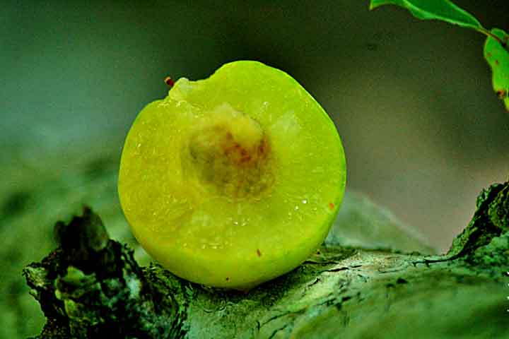Essas moléculas são reconhecidas pela ciência por seus efeitos anti-inflamatórios, cardioprotetores e até pela atuação no combate ao estresse oxidativo.