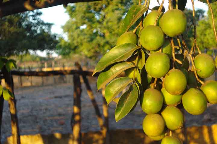 O fruto apresenta compostos como citral, β-linalol, nerol e p-cimeno, que são os principais responsáveis pelo aroma exótico, que mistura notas cítricas, florais e doces.