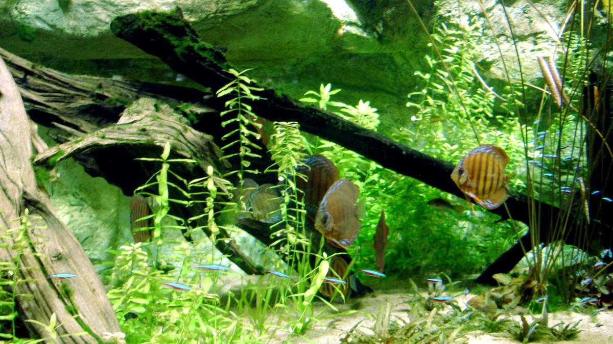 Nova legislação define direitos dos peixes ornamentais                        