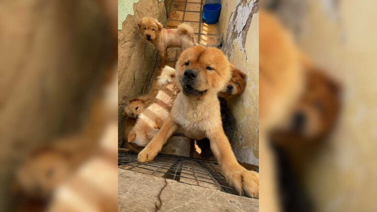 Animais foram transferidos para ONGs na região do Cariri