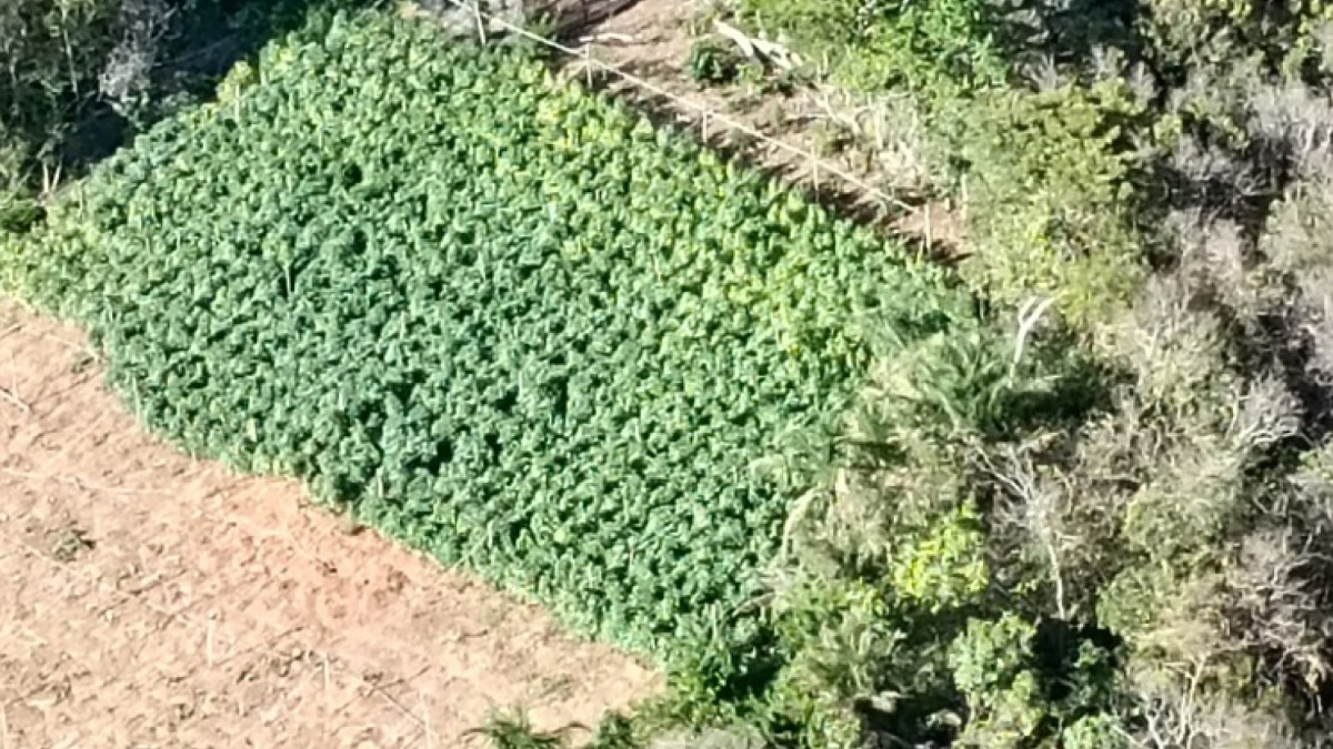 Plantação de maconha destruída pela PF e pela PM no Maciço de Baturité tinha entre 10 e 15 mil pés