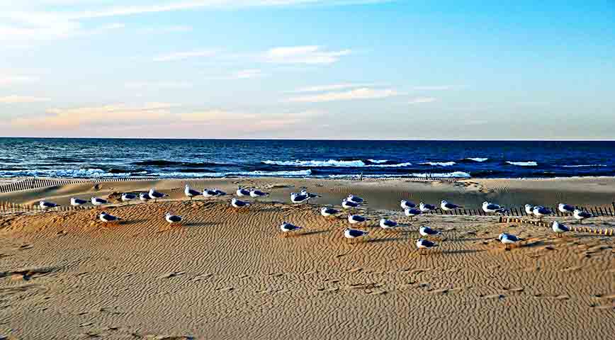 Eles abrigam uma grande variedade de vida – peixes, aves, anfíbios, insetos e plantas aquáticas. Muitos desses organismos são exclusivos de determinadas regiões, ou seja, só existem naquele lago específico.