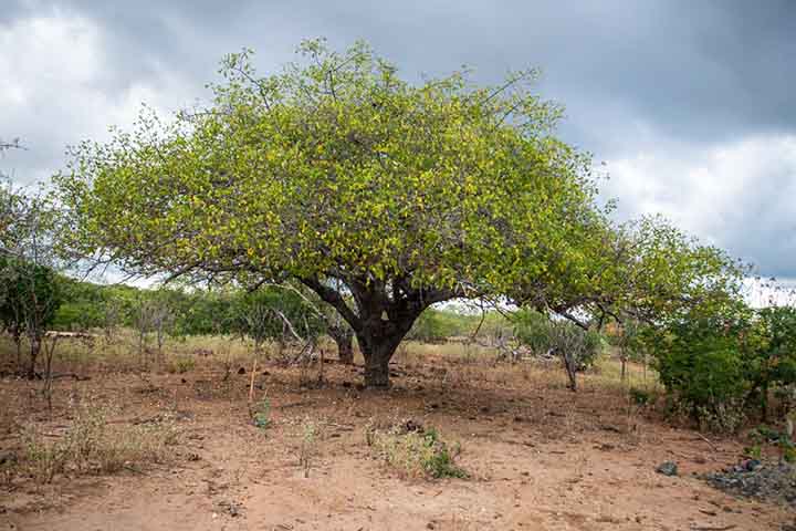 O nome do fruto vem do tupi-guarani, que significa árvore que dá de beber, em referência à água que a árvore armazena em suas raízes e frutos