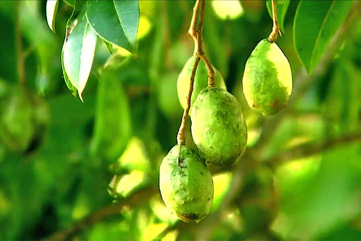 Este fruto fortalece o sistema imunológico por causa da presença de vitaminas A e C, que ajudam a proteger o corpo contra infecções. Ele também contém antioxidantes que combatem os radicais livres, que previnem o envelhecimento precoce e doenças.