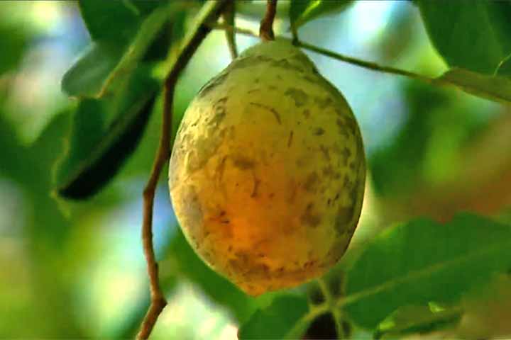 O umbu tem potenciais que vão além da alimentação, como também aplicações farmacêuticas. Assim, o trabalho encontrou 26 terpenos, além de álcoois, ésteres, ácidos, aldeídos e cetonas.