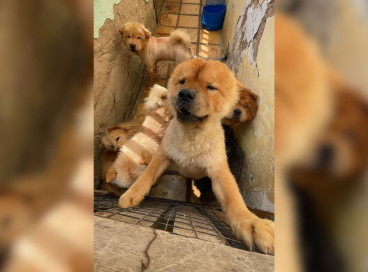 Animais foram transferidos para ONGs na região do Cariri 