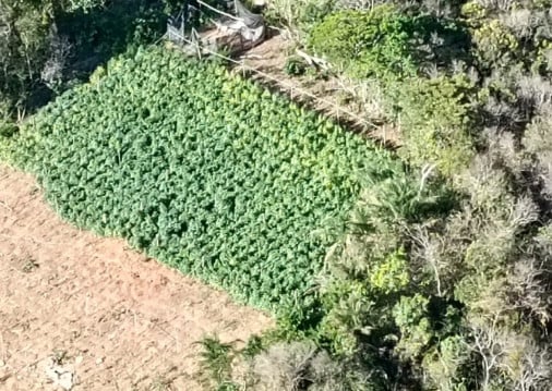Plantação de maconha destruída pela PF e pela PM no Maciço de Baturité tinha entre 10 e 15 mil pés