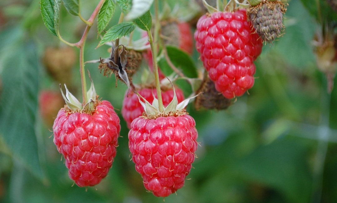 É comum confundir a framboesa com a amora, devido à semelhança na aparência e cor, especialmente quando maduras. No entanto, a principal diferença está no interior. A primeira tem o centro oco, enquanto a segunda, tem o interior composto de polpa homogênea.