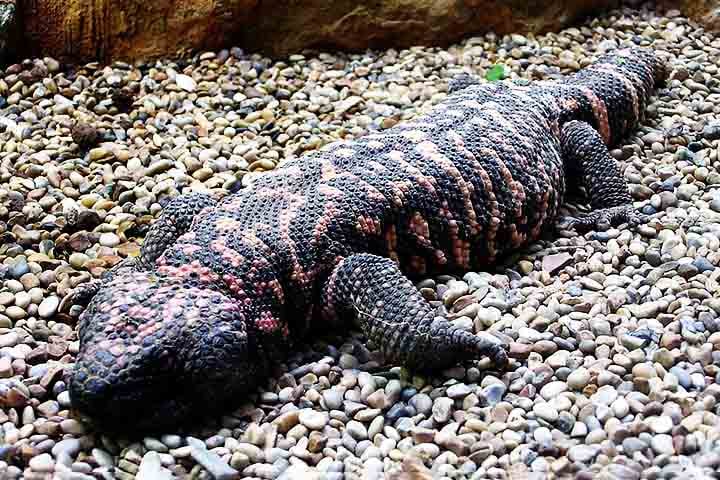 Um réptil nativos de desertos da América do Norte contribuiu decisivamente para uma descoberta médica que está entre as mais importantes de tempos recentes. 