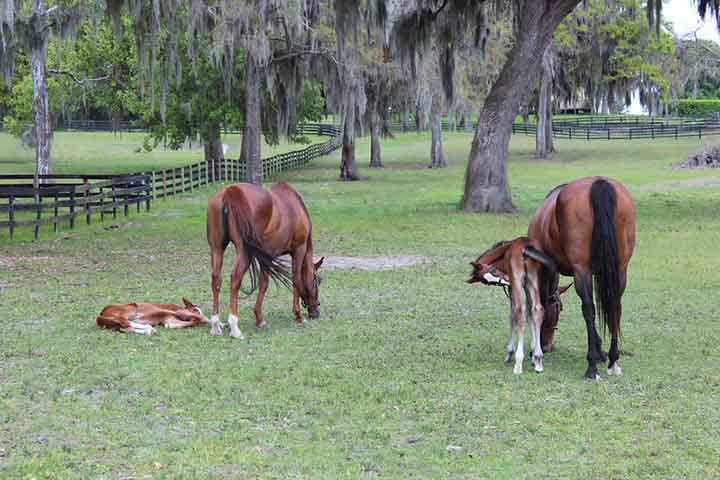 A cidade não ganhou o rótulo de “Capital Mundial do Cavalo” por acaso. Isso porque a designação nasceu da soma de fatores físicos, como solo calcário e clima ameno.
