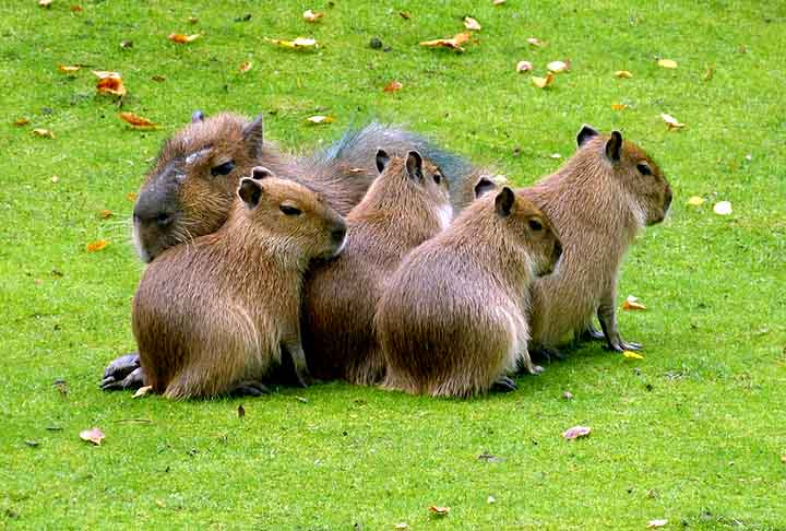 Vale destacar que esses animais, apesar de dóceis e tranquilos, possuem limites e podem morder seriamente quando provocados ou ameaçados.