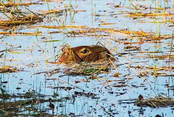 Entre elas, estão os dentes frontais extremamente grandes e afiados, que são capazes de causar ferimentos graves em qualquer atacante que se aproxime.