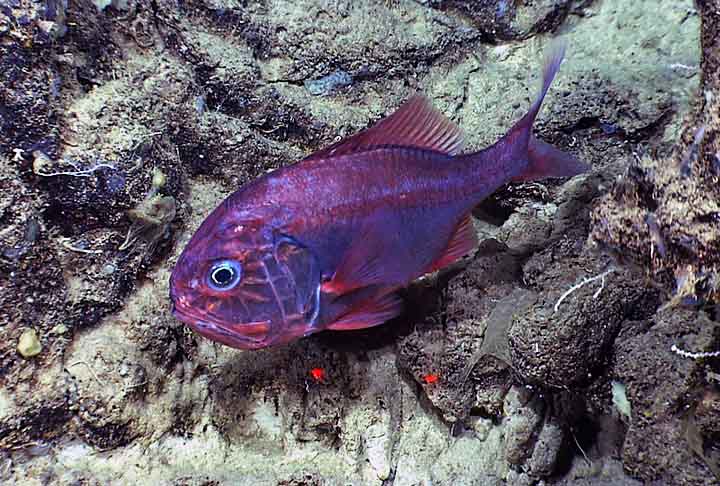 O peixe-relógio (Hoplostethus atlanticus) vive em todos os oceanos do mundo. No entanto, raramente é visto porque vive em áreas a mais de 900 metros de profundidade. 
